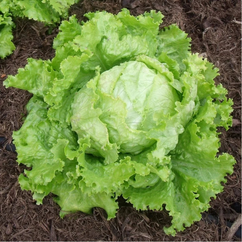 300 GRAINES 🥬 LAITUE BATAVIA 'DORÉE DE PRINTEMPS' | TRÈS PRÉCOCE & CROQUANTE