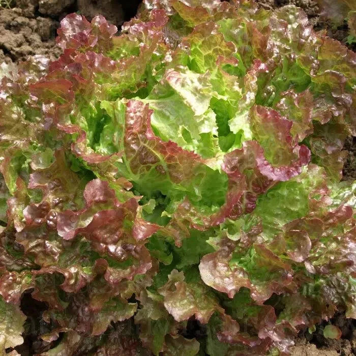 🥬 Laitue Batavia Rouge Grenobloise 250 Graines Semences Potagères 🥬