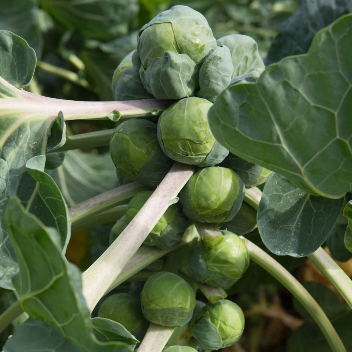 250 Graines Chou de Bruxelles GRONINGER Très Rustique Productif Tardif Hiver