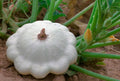 Pâtisson Blanc | 5 Graines | Courge Ancienne Crue Cuite Décoration Originale