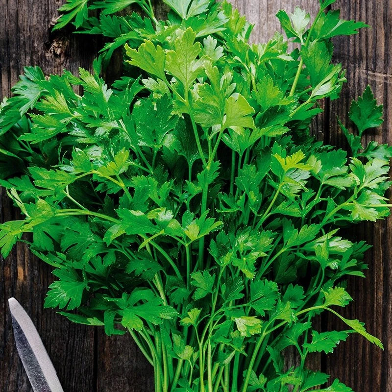 500 Graines PERSIL GÉANT D'ITALIE Plat Feuilles Larges Goût Intense Bi-Annuel