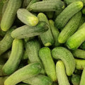 20 Graines Cornichon VERT PETIT DE PARIS Hâtif Croquant Mise en Conserve