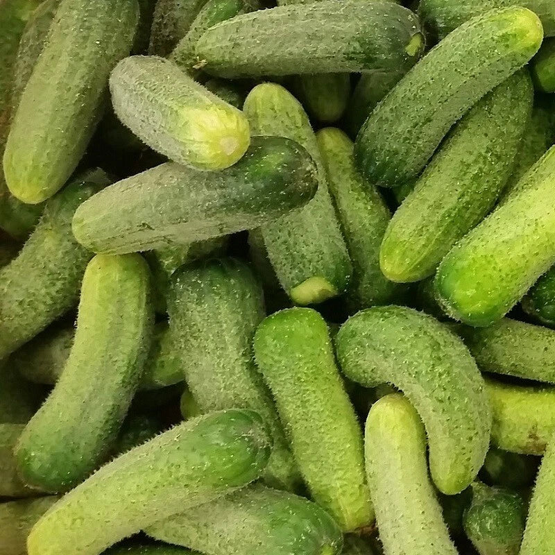 20 Graines Cornichon VERT PETIT DE PARIS Hâtif Croquant Mise en Conserve