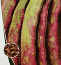 25 Graines HARICOT BRAGANÇANO / FARTURA Ramant Sec Grain Productif Portugais