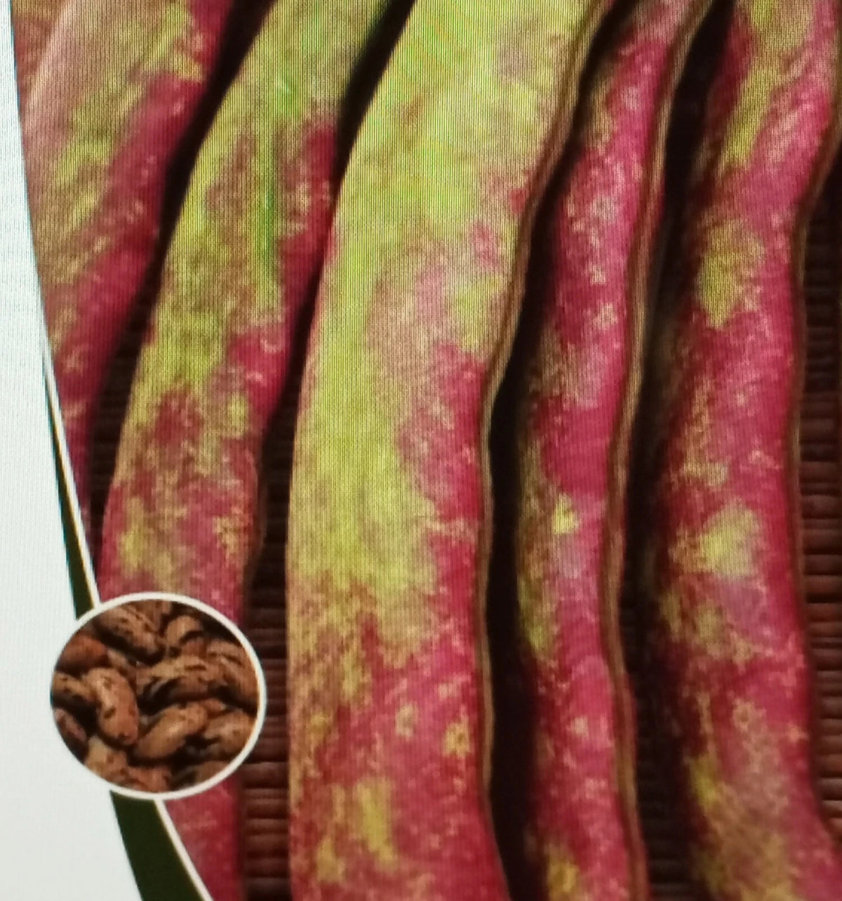 25 Graines HARICOT BRAGANÇANO / FARTURA Ramant Sec Grain Productif Portugais