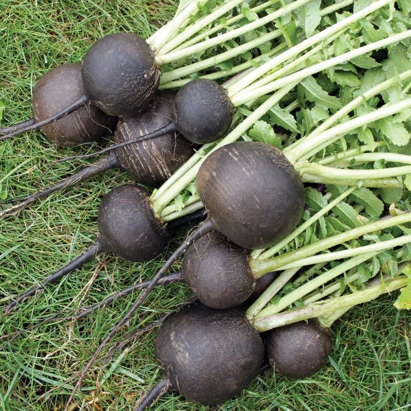 50 GRAINES 🖤 RADIS NOIR Gros Rond d'Hiver | Saveur Puissante & Grande CONSERVATION