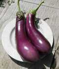 5 GRAINES 🍆 AUBERGINE F1 'GASCONA' | Hybride TRES Productif | Fruits Noirs Brillant