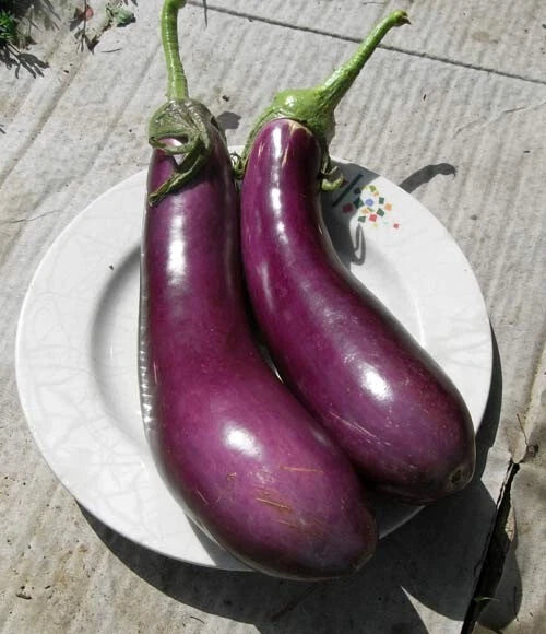 5 GRAINES 🍆 AUBERGINE F1 'GASCONA' | Hybride TRES Productif | Fruits Noirs Brillant