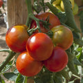 10 Graines Tomate F1 MONTFAVET 63/5 Hâtive Ronde Chair Ferme Goût Qualité