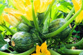 Courgette de Nice à Fruit Rond (7 Graines) - Variété Ancienne & Précoce - Idéale