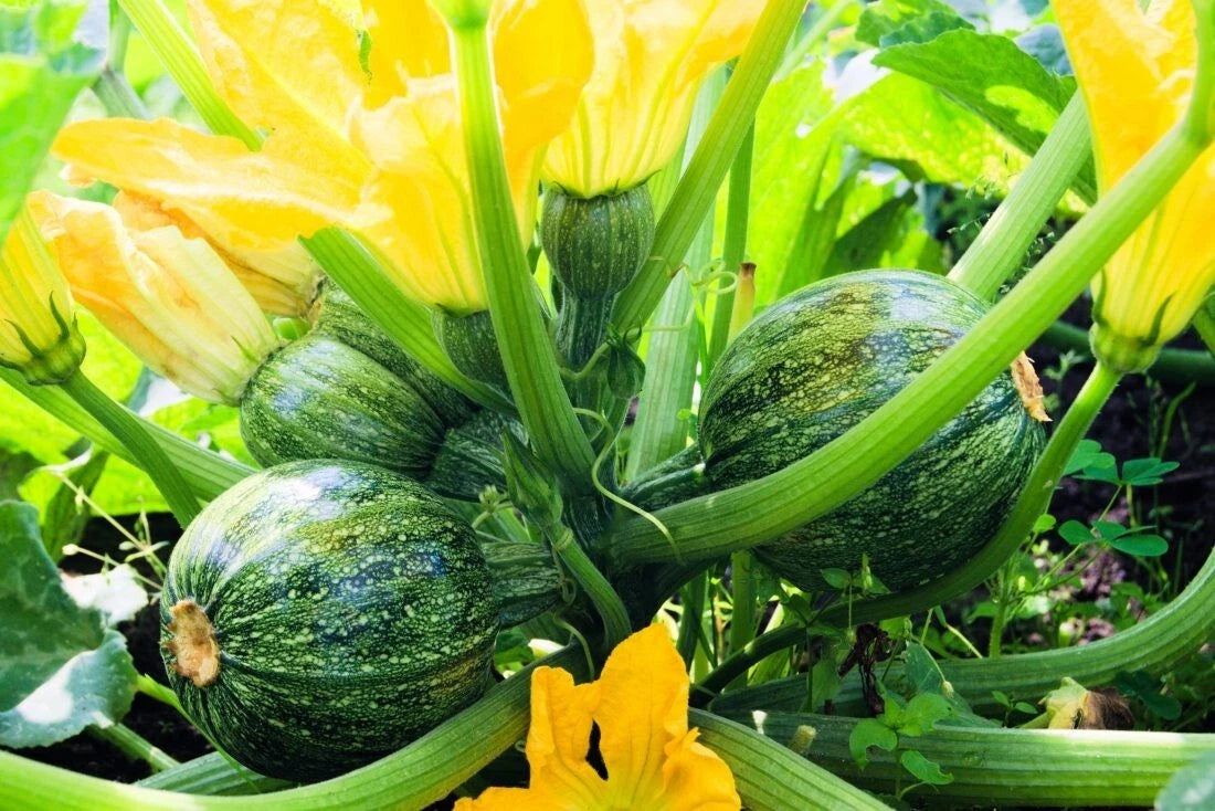 Courgette de Nice à Fruit Rond (7 Graines) - Variété Ancienne & Précoce - Idéale