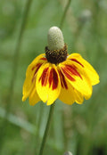 200 GRAINES 🌼 FLEUR CHAPEAU MEXICAIN (Ratibida) | Originale, Bicolore
