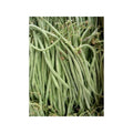 🟢 Haricot Nain Talisman 50 Graines Mangetout Extra-Fin Très Productif 🟢