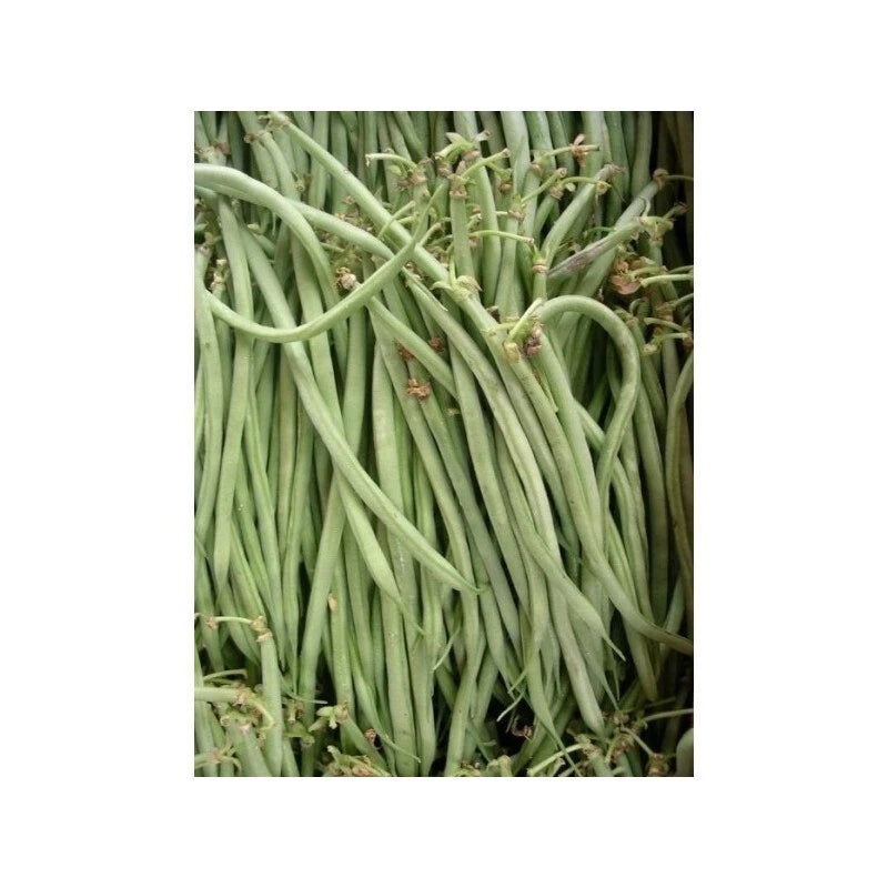 🟢 Haricot Nain Talisman 50 Graines Mangetout Extra-Fin Très Productif 🟢