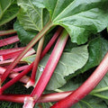 25 Graines RHUBARBE LIDER 🇵🇱 Tiges Rouges, Très Productive, Variété Polonaise