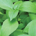 50 GRAINES 🌿 BASILIC LEMONETTE 'Americanum' | Goût Citron Intense | FRAÎCHEUR