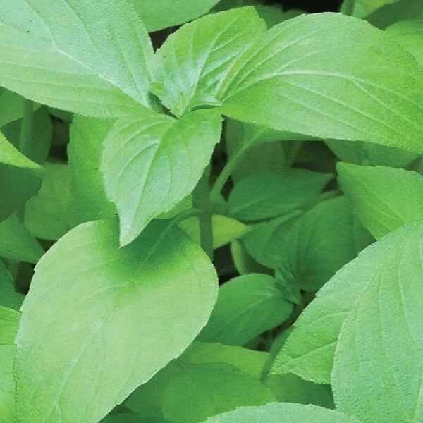50 GRAINES 🌿 BASILIC LEMONETTE 'Americanum' | Goût Citron Intense | FRAÎCHEUR