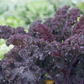 🥬 Chou Kale Frisé Scarlet 300 Graines Rouge-Violet Décoratif Hivernal 🥬