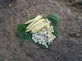 30 GRAINES 🍚 HARICOT À ÉCOSSER 'COCO NAIN PRÉCOCE' | Grain Blanc Tendre