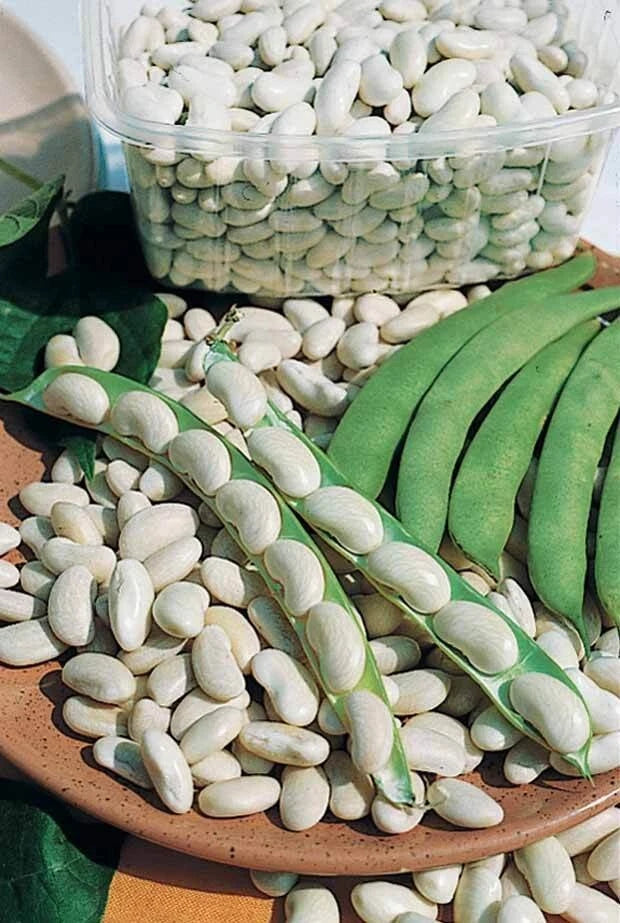 50 GRAINES 🍚 HARICOT À ÉCOSSER 'MICHELLET' | Longue Cosse | Très Productif