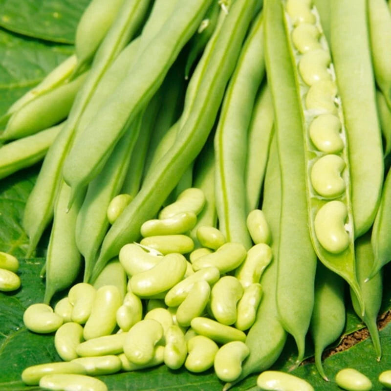 💚 Haricot Nain À Écosser Flageolet (Flajoly) 50 Graines Fines Vertes 💚