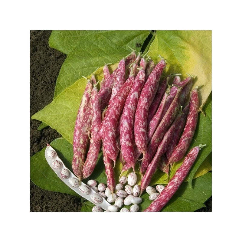🤍 Haricot Nain À Écosser Coco de Prague 50 Graines Gros Grain Blanc 🤍