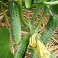 Cornichon 'Fin de Meaux' (20 Graines) - Variété Ancienne pour Conserve - Petits