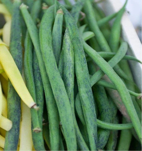Haricot Nain Filet 'Triomphe de Farcy' (50 Graines) - Variété Ancienne & Précoce