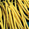 50 Graines Haricot Nain Beurre MINIDOR Extra Fin Jaune Sans Fil Hâtif