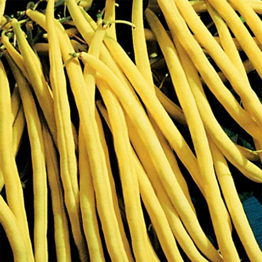 50 Graines Haricot Nain Beurre MINIDOR Extra Fin Jaune Sans Fil Hâtif