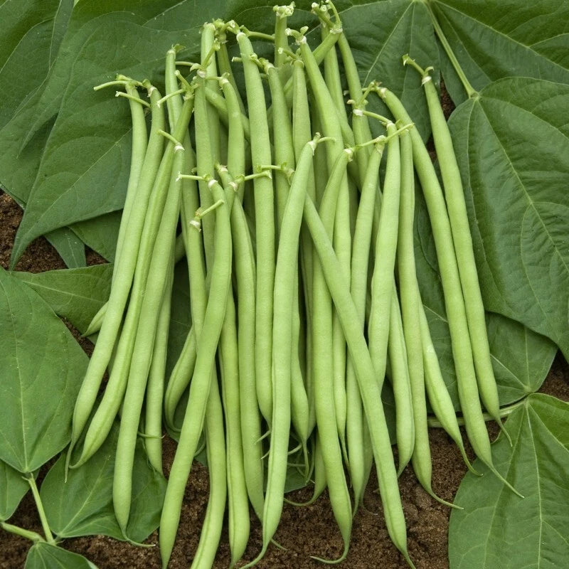 Haricot Nain Mangetout 'Castandel' (25 Graines) - Très Précoce & Sans Fil