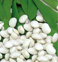 50 Graines Haricot Nain Blanc COCO PRÉCOCE À Écosser Hâtif Grain Fin Potager