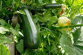 Courgette 'Verte Noire Maraîchère' (5 Graines) - Variété Classique productif