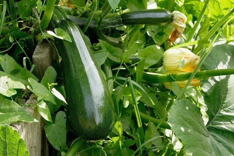 Courgette 'Verte Noire Maraîchère' (5 Graines) - Variété Classique productif