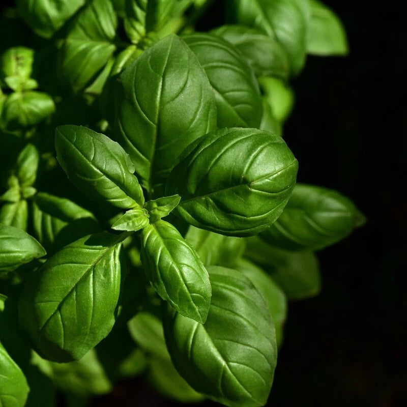 Basilic Italien Grande Feuille 50 Graines Aromatique Saveur Intense Pesto