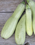 Courgette 'Verte Petite d'Alger' (7 Graines) - Variété Non Coureuse, Fruits Fins