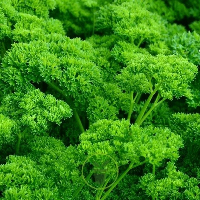 Persil Frisé Commun 500 Graines Aromatique Décoratif Feuillage Dense