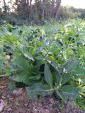 Consoude Officinale (Symphytum) | 8 Graines | Plante Médicinale et Engrais Vert