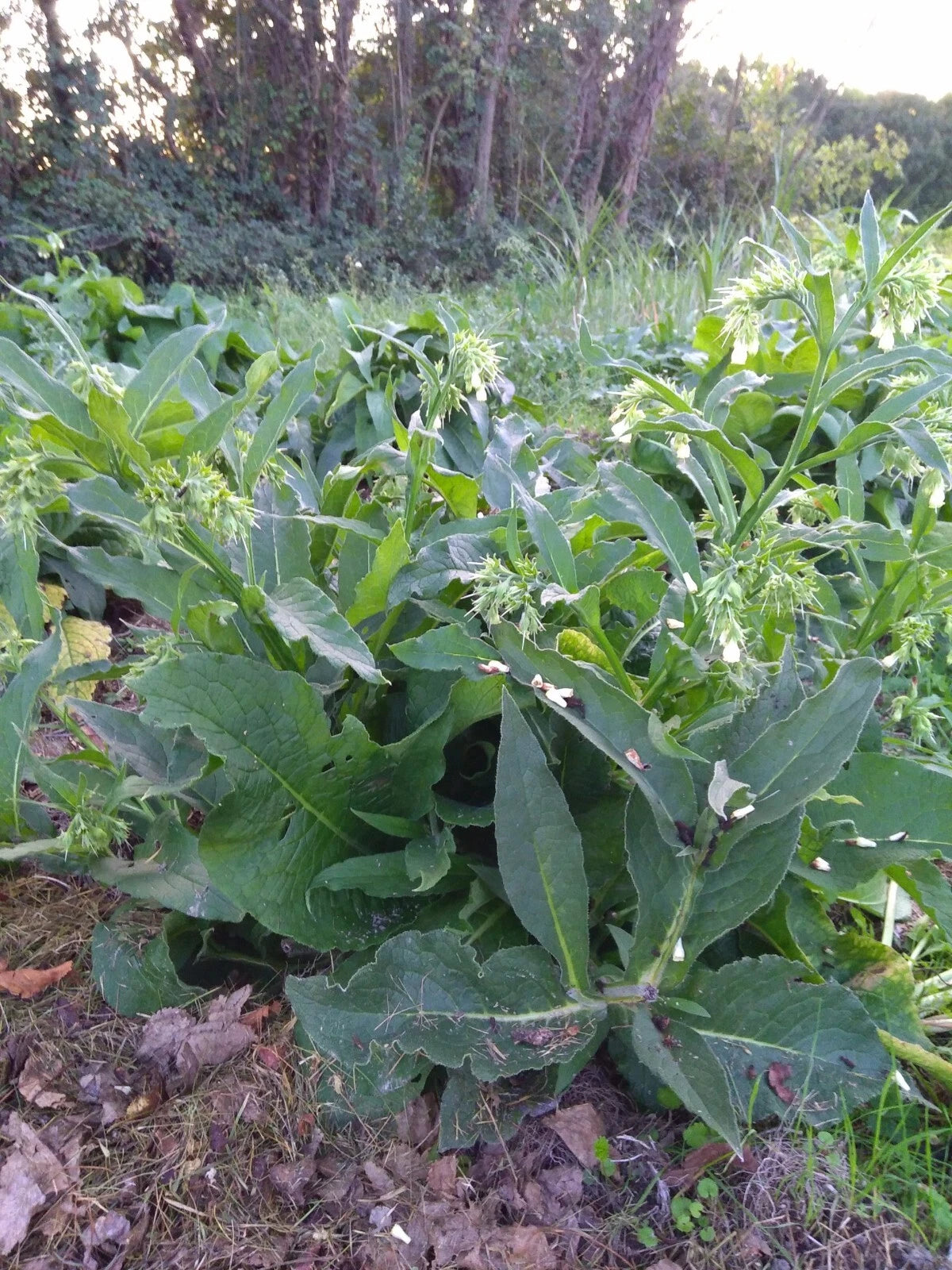 Consoude Officinale (Symphytum) | 8 Graines | Plante Médicinale et Engrais Vert