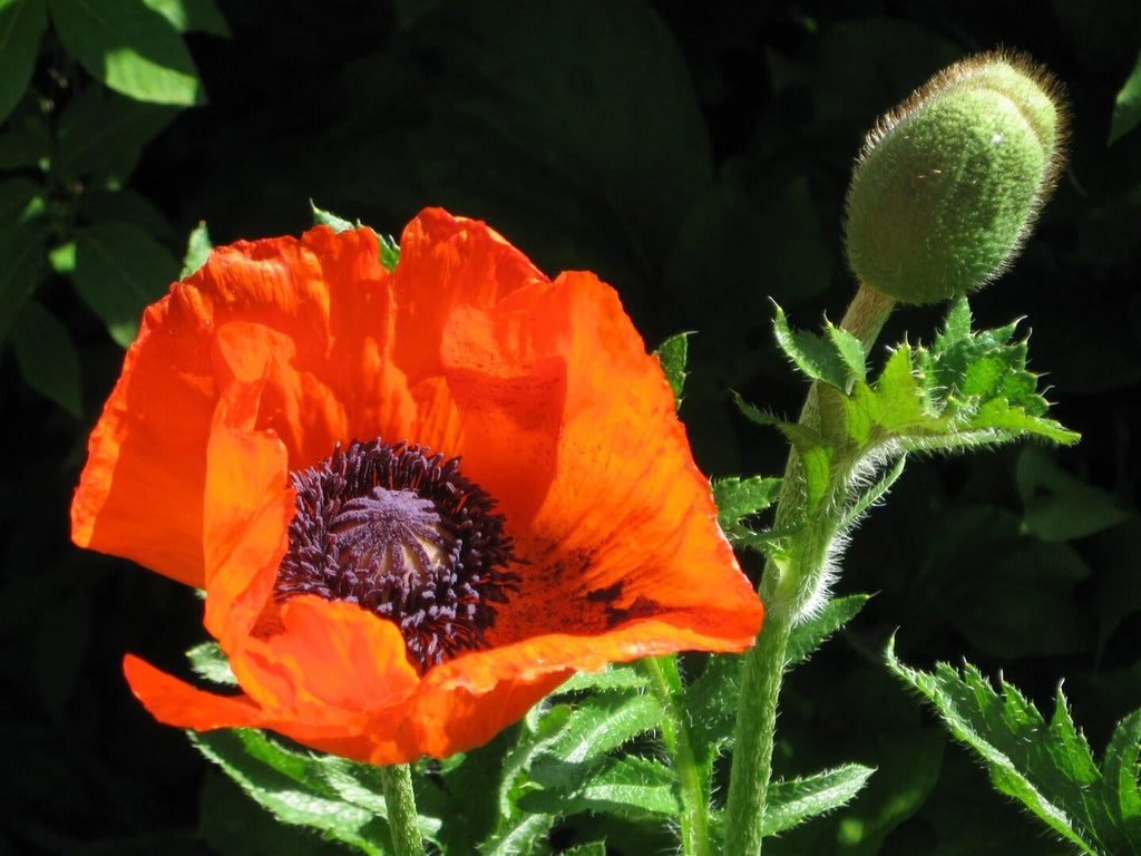 Graines de Pavot à Fleurs Variées : Un Éclat de Couleurs au Jardin