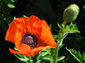 Graines de Pavot à Fleurs Variées : Un Éclat de Couleurs au Jardin