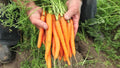 200 Graines Carotte Rothild Mi-Longue Obtention Précoce Légume Potager Facile
