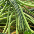 Courgette Verte Non Coureuse d'Italie 7 Graines Précoce Compacte