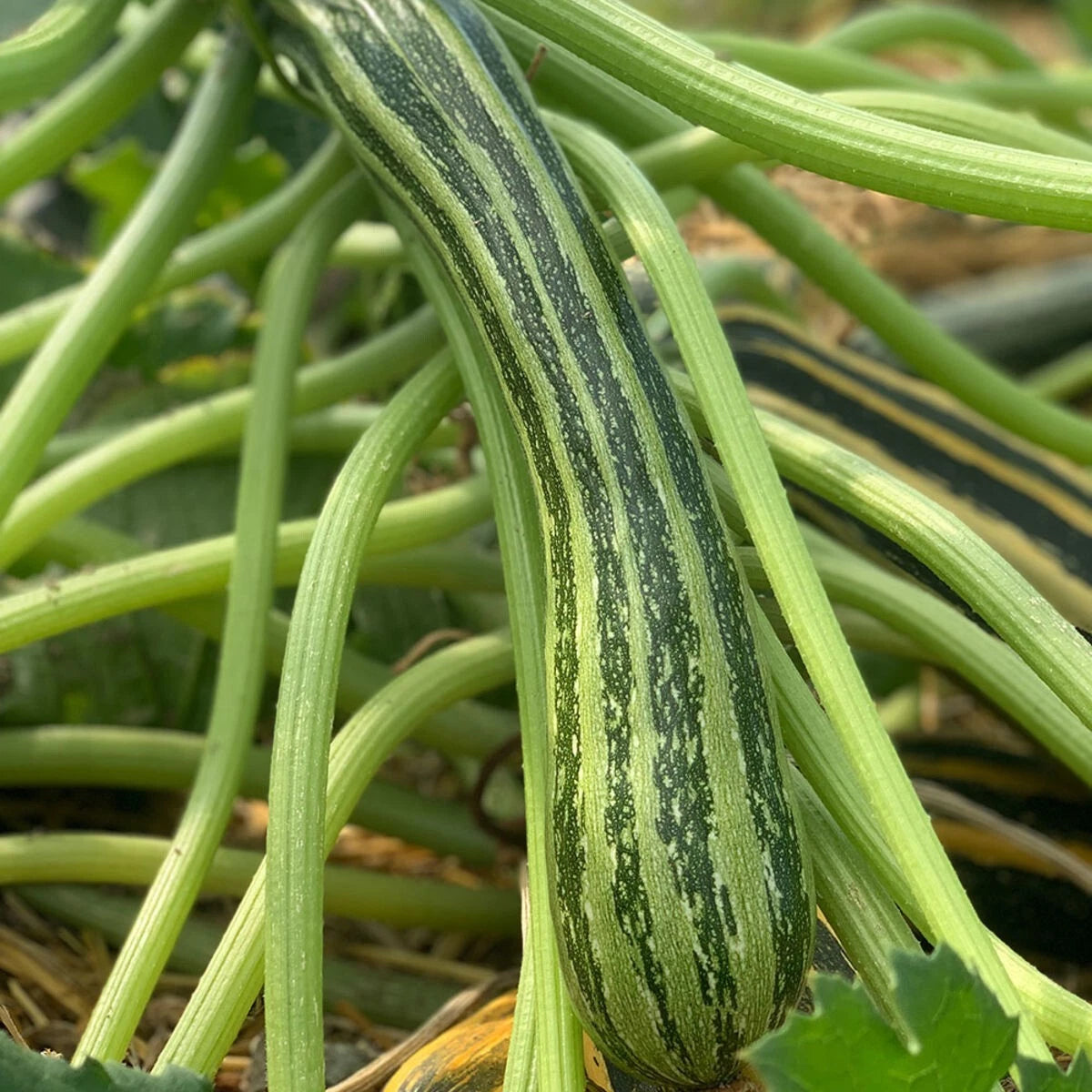 Courgette Verte Non Coureuse d'Italie 7 Graines Précoce Compacte