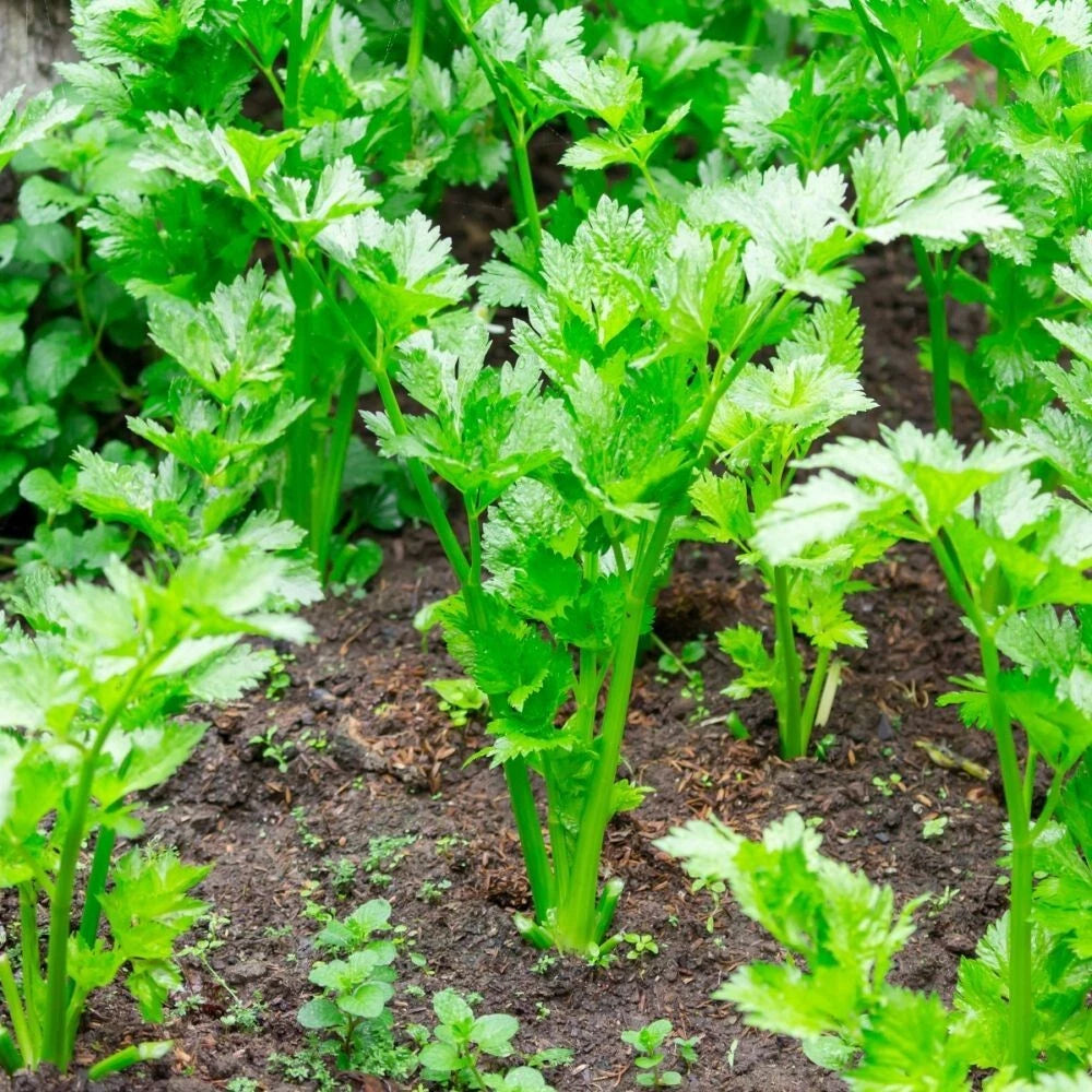 500 Graines CÉLERI VERT à Couper Feuille Arôme Puissant Fraîcheur Cuisine Potage