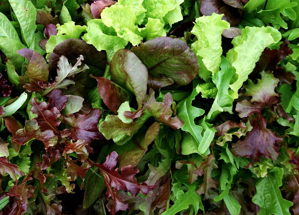 Mesclun Mélange 500 Graines | Salade Feuilles Variées Récolte Rapide