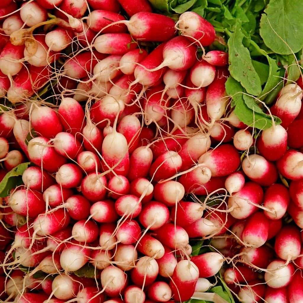 250 Graines RADIS PERNOT CLASSIQUE Demi-Long Pointu Rose Croquant Mi-Saison