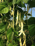 50 Graines Haricot à Rames GOLDMARIE Beurre Jaune Très Long Tendre Productif