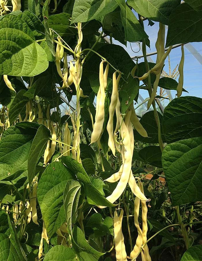 50 Graines Haricot à Rames GOLDMARIE Beurre Jaune Très Long Tendre Productif