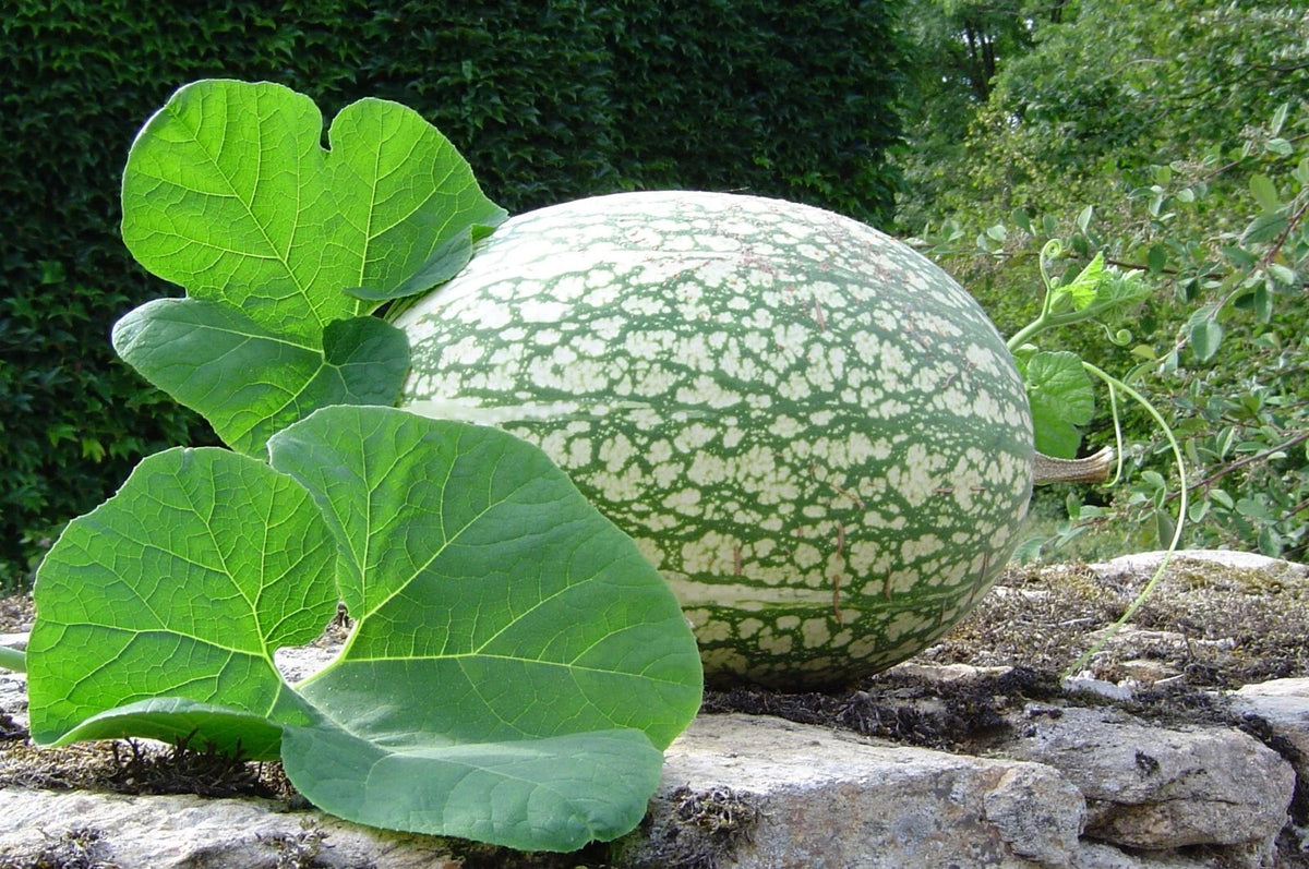 4 Graines COURGE DE SIAM Giraumon Spaghetti Cheveux d'Ange Légume Original Facile